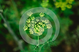 Yellow flowers of dill Anethum graveolens. Close up.