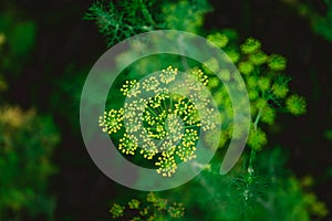 Yellow flowers of dill Anethum graveolens. Close up.