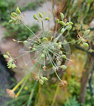 Yellow flowers of dill Anethum graveolens

 Indian called saunf