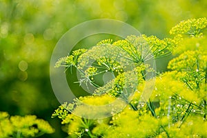 Yellow flowers of dill in vegetable garden