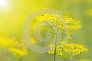 Yellow flowers of dill & x28;Anethum graveolens& x29; in the sunshine. Close up. photo