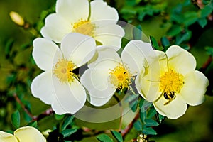 Yellow flowers of dog-rose