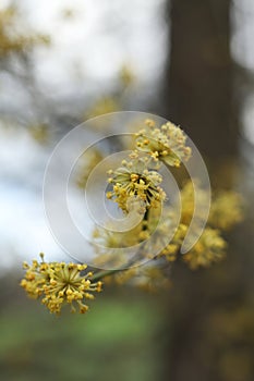 Yellow flowers of dogwood (Cornus officinalis) in spring photo