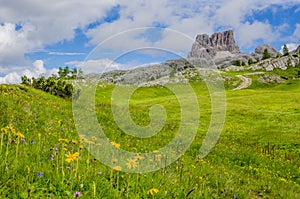 Yellow flowers Dolomites Mountains, Italy