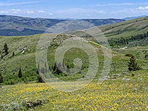 Yellow flowers dot the hillside in the Sawtooth Nation Forest near Albion, Idaho, USA