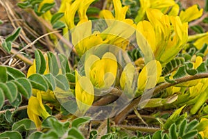 Yellow flowers of downy-flowered Astragalus or woolly-flowered Astragalus Astragalus dasyanthus.