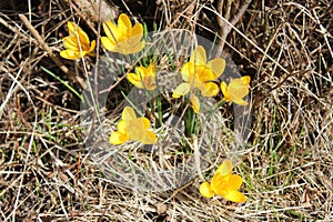 Yellow flowers and dry grass