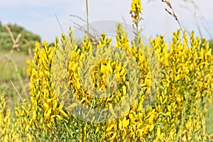 Yellow Flowers of a dyer broom. Medicinal plant, and is used for dyeing textiles