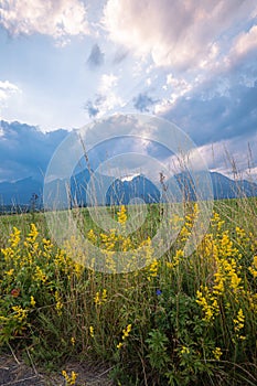 Yellow wildflowers in the foothills of the Tatra mountains