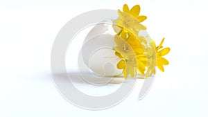 Yellow flowers in an egg shell on a yellow background. Copy space