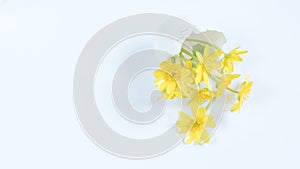 Yellow flowers in an egg shell on a yellow background. Copy space