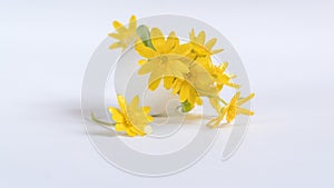 Yellow flowers in an egg shell on a yellow background. Copy space