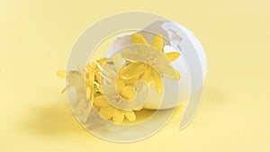 Yellow flowers in an egg shell on a yellow background. Copy space