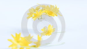 Yellow flowers in an egg shell on a yellow background. Copy space