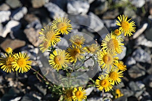 Yellow flowers are elecampane.