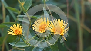 Yellow flowers of elecampane on a natural background