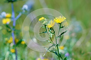 Yellow flowers of elecampane on a natural background