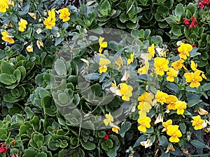Yellow flowers that enchant photo