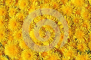 Yellow Flowers Entirely Covered Background Top View photo