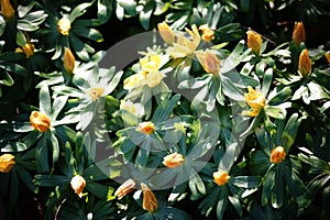 Yellow flowers Eranthis hyemalis