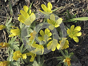 Yellow flowers of  Eranthis hyemalis plants