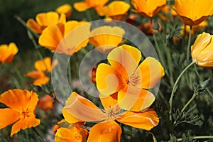 Yellow flowers of eschscholzia californica or golden californian poppy, cup of gold, flowering plant in family papaveraceae