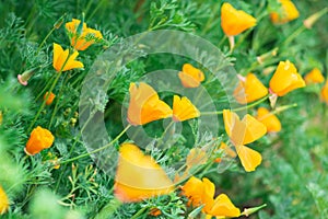Yellow flowers of eschscholzia californica or golden californian poppy, flowering plant in family papaveraceae