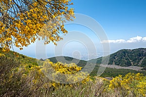 Yellow flowers of the Etna broom Genista aetnensis flowering on the slopes of Mount Vesuvius, Italy