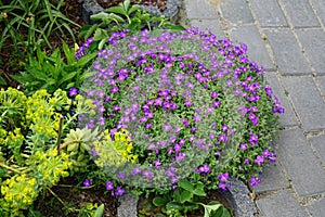 Yellow flowers of Euphorbia myrsinitis and violet flowers Aubrieta x cultorum \