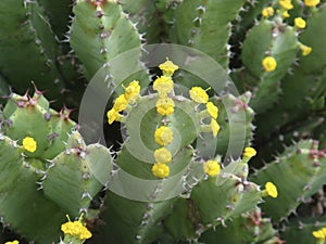 Euphorbia resinifera succulent in bloom photo