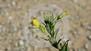 Yellow flowers on Evening Primrose or Oenothera Biennis close-up with bokeh background, selective focus, shallow DOF