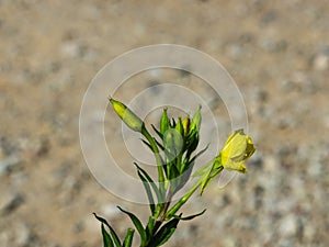 Yellow flowers on Evening Primrose or Oenothera Biennis close-up with bokeh background, selective focus, shallow DOF
