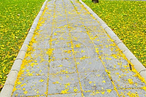 Yellow flowers Fall on green grass