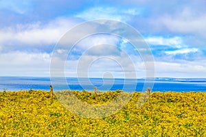 Yellow Flowers in a farm feild over Cliffs of Moher