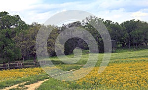 Yellow flowers in a field