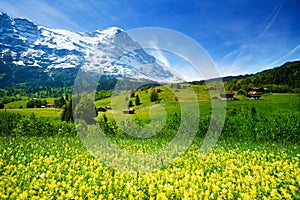 Yellow flowers field, beautiful Swiss landscape