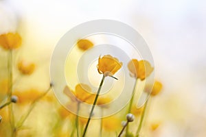 Yellow flowers of field buttercups