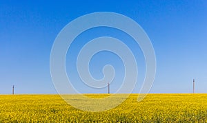 Yellow flowers field with clear blue sky and transmission lines. Rural landscape. Sunny day in fields. Vastness concept.