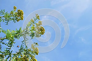 Yellow flowers in the field with grasses and blue sky background