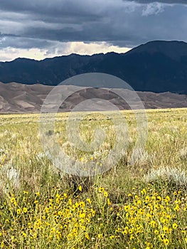 Yellow flowers in field at Great Sand Dunes in Colorado