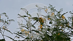 Yellow flowers field meadow in nature sky. Field of  wind swaying close up. Concept nature, flowers, spring, biology, fauna, envir