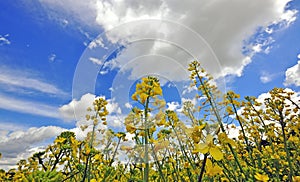 Yellow flowers in the field