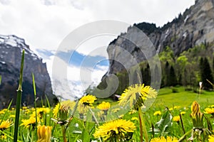 Yellow flowers field with snow mountains as background in Lauterbrunnen