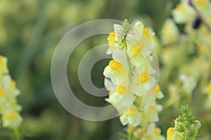 Yellow flowers in the field in the summer