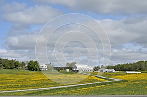 Yellow flowers fields in spring