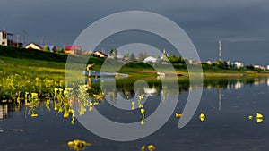 Yellow flowers filled overflowing of the Northern river basin in Yakutia in the water on the background of the houses.