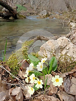 Yellow flowers of first spring primrose at the bank of mountain river under trees without leaves