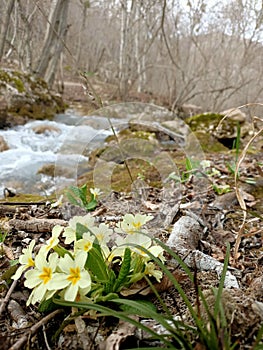 Yellow flowers of first spring primrose at the bank of mountain river under trees without leaves