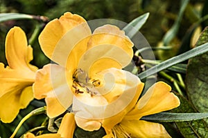 Yellow flowers with five petals