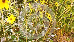 Yellow flowers, floral landscape, beautiful nature. Video HD modern